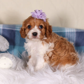 Veronica - Available 2/25