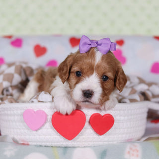 Vincent - Available 2/25