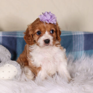 Veronica - Available 2/25