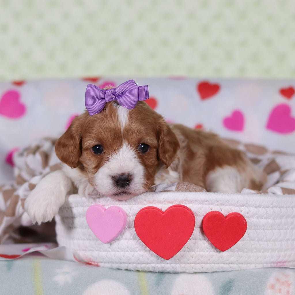 Vincent - Available 2/25