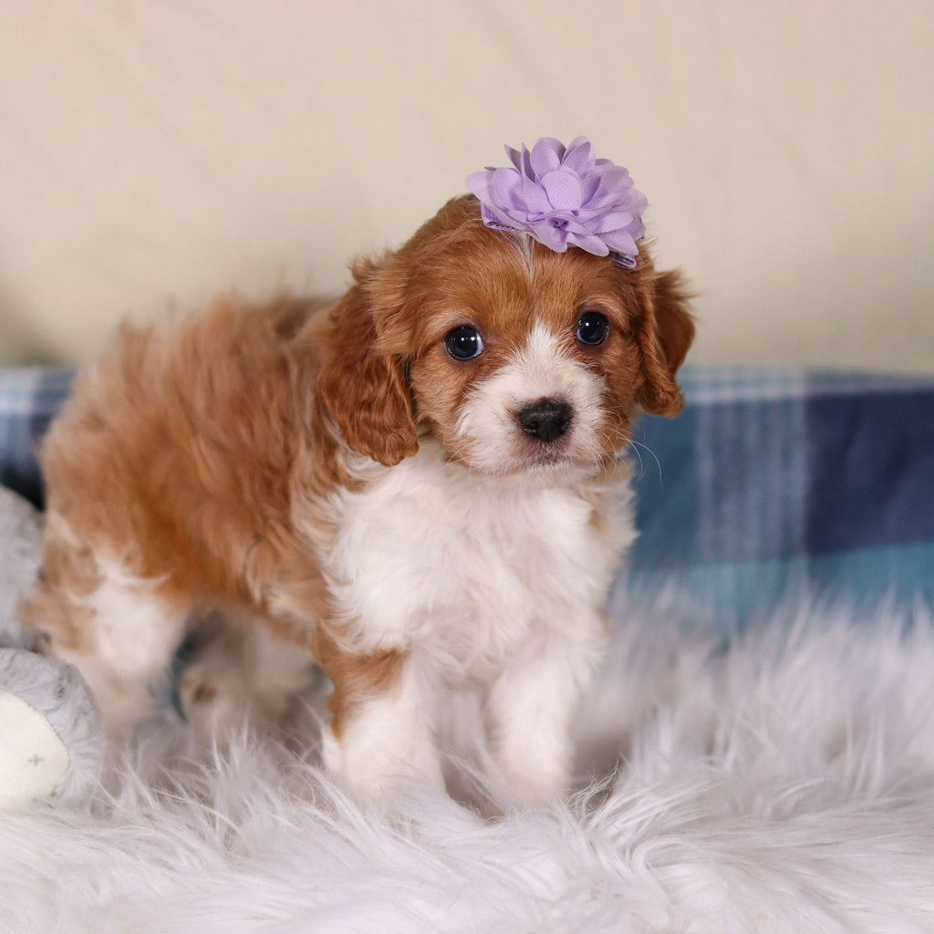 Veronica - Available 2/25