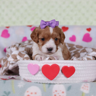 Vincent - Available 2/25