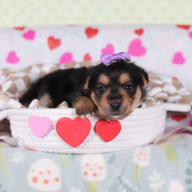 Buttercup - Available 2/26