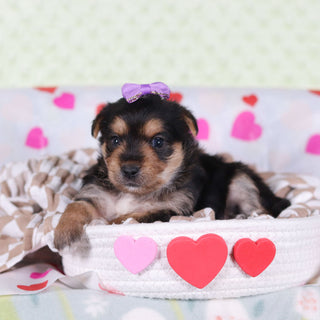 Buttercup - Available 2/26