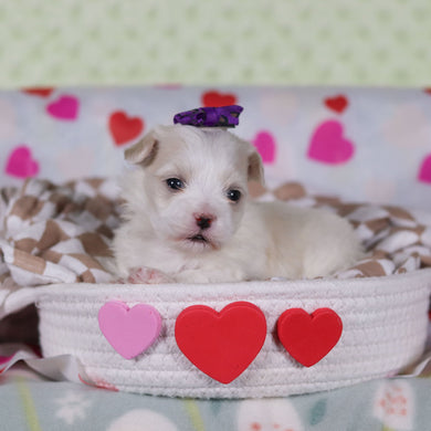 Valentina - Available 2/25