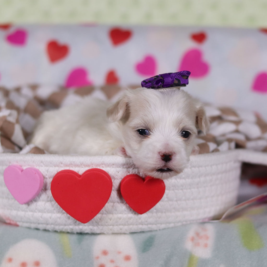 Valentina - Available 2/25