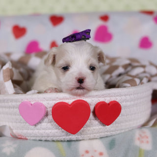 Valentina - Available 2/25