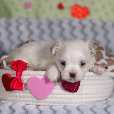 Katie - Available 3/5