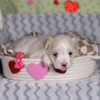 Elizabeth - Available 3/5