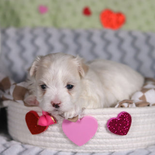 Elizabeth - Available 3/5