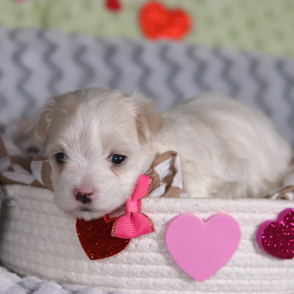 Elizabeth - Available 3/5