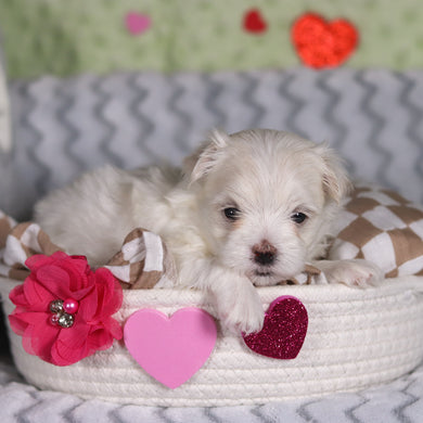 Angel - Available 3/5