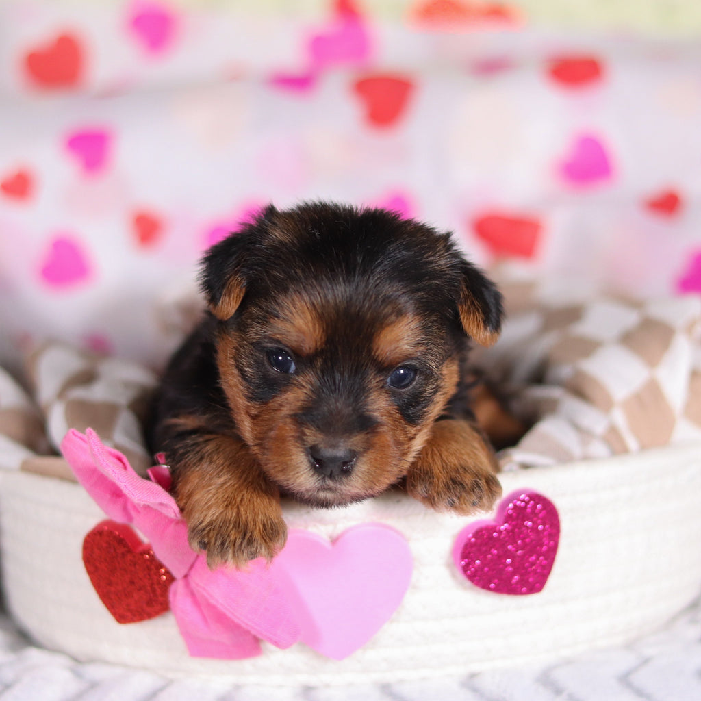 Daisy - Available 3/12