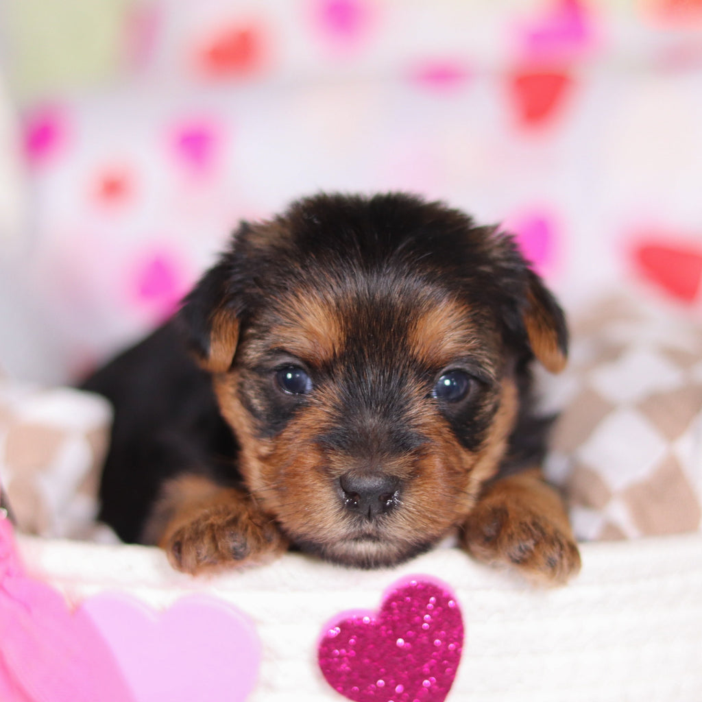 Daisy - Available 3/12