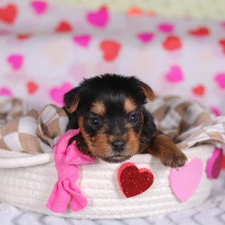 Minnie - Available 3/12