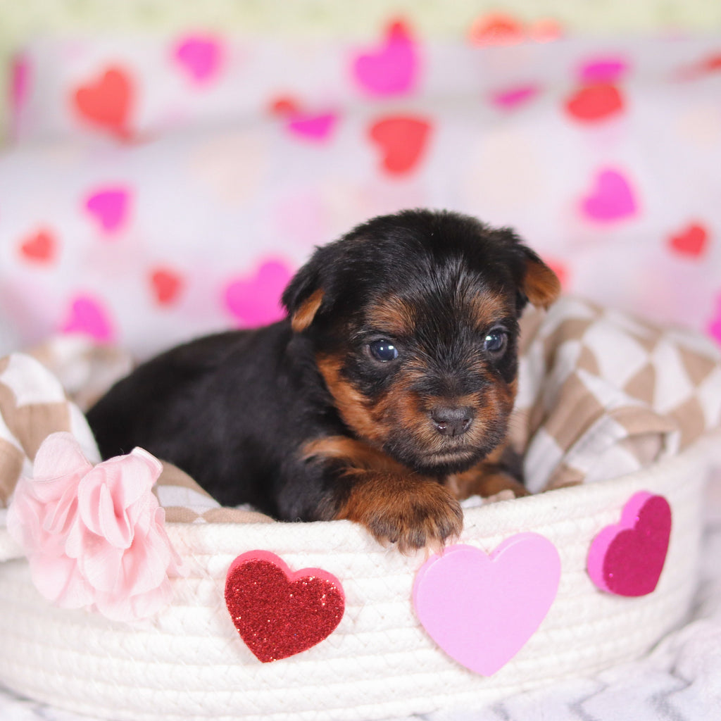 Ferdie - Available 3/12