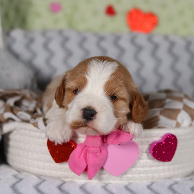 Ryla - Available 3/12