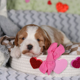 Ryla - Available 3/12