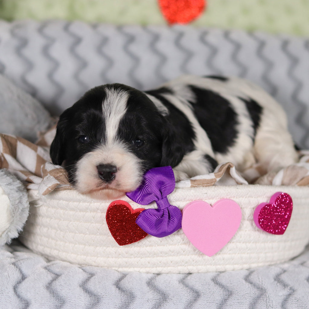 Rumi - Available 3/12