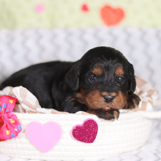 Reba - Available 3/12