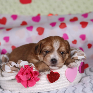 Penny - Available 3/12