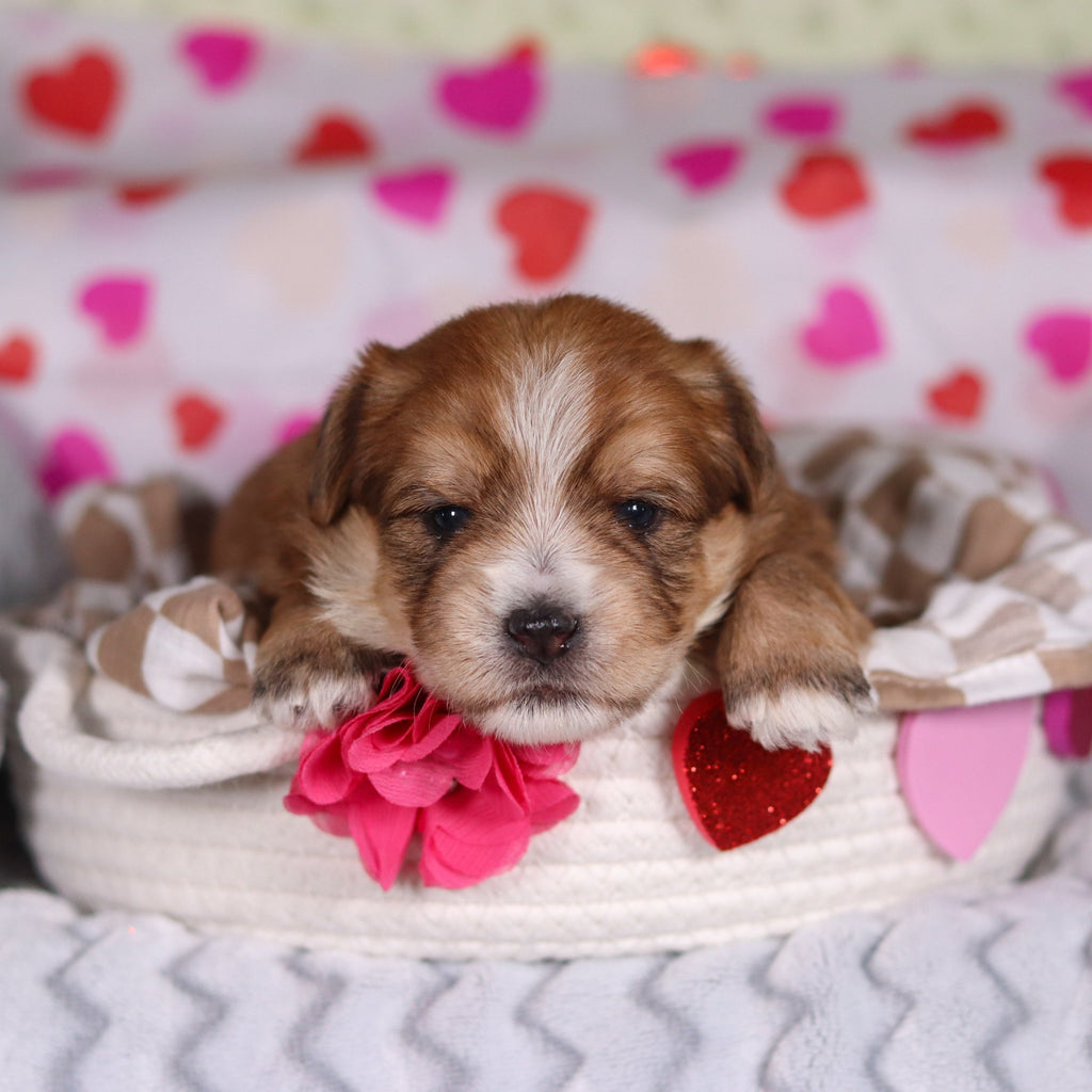 Penny - Available 3/12