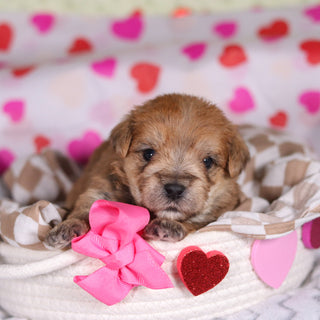 Pearl - Available 3/12