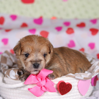 Pearl - Available 3/12