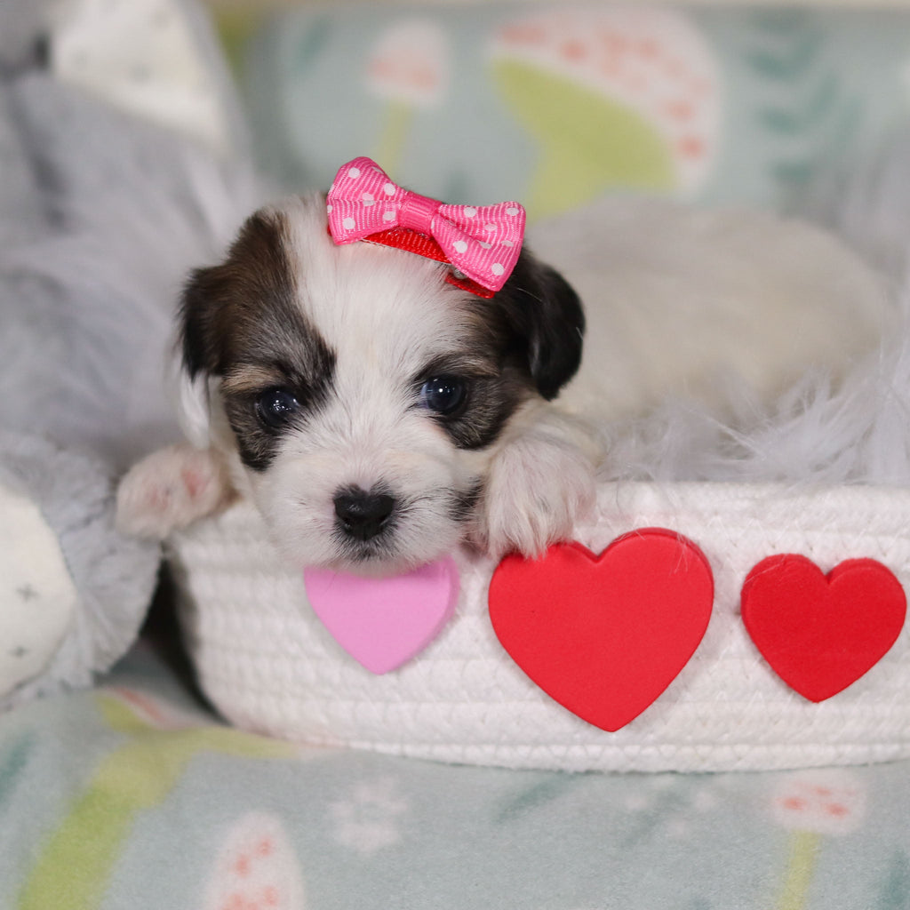 March - Available 3/12