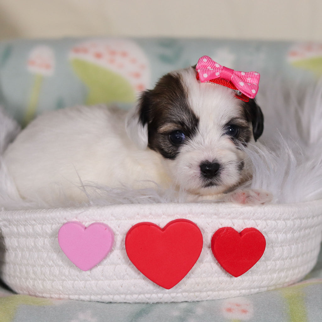 March - Available 3/12