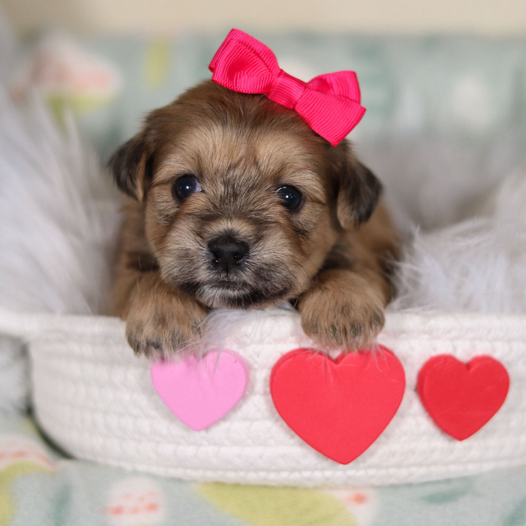 Iris - Available 3/12