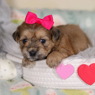 Iris - Available 3/12