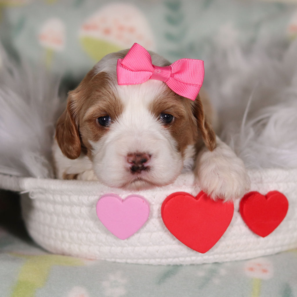 Betty - Available 3/19