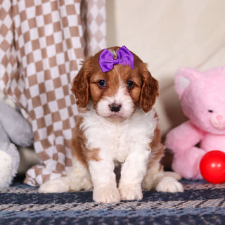 Breezy - Available 3/19