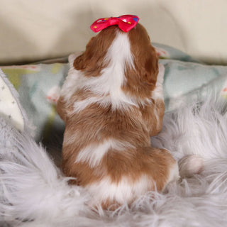 Breezy - Available 3/19