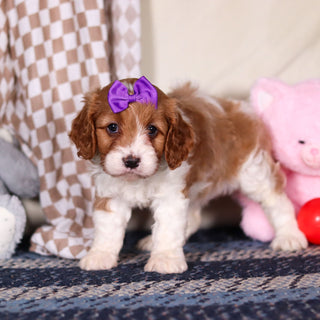 Breezy - Available 3/19