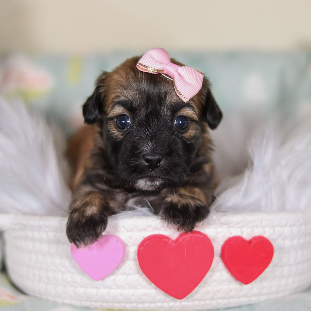 Clover - Available 3/12