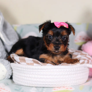 Lola - Available 3/19