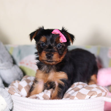 Lola - Available 3/19