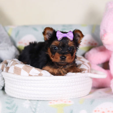 Lyric - Available 3/19