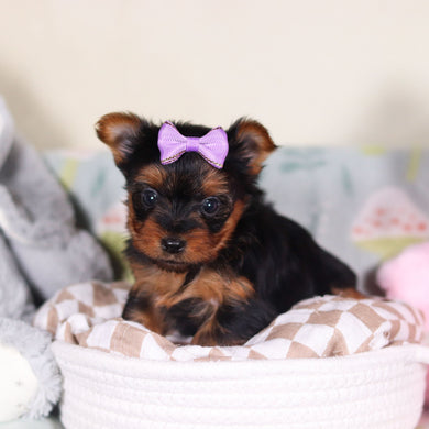 Lyric - Available 3/19