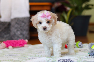 Wendy - Available 2/12