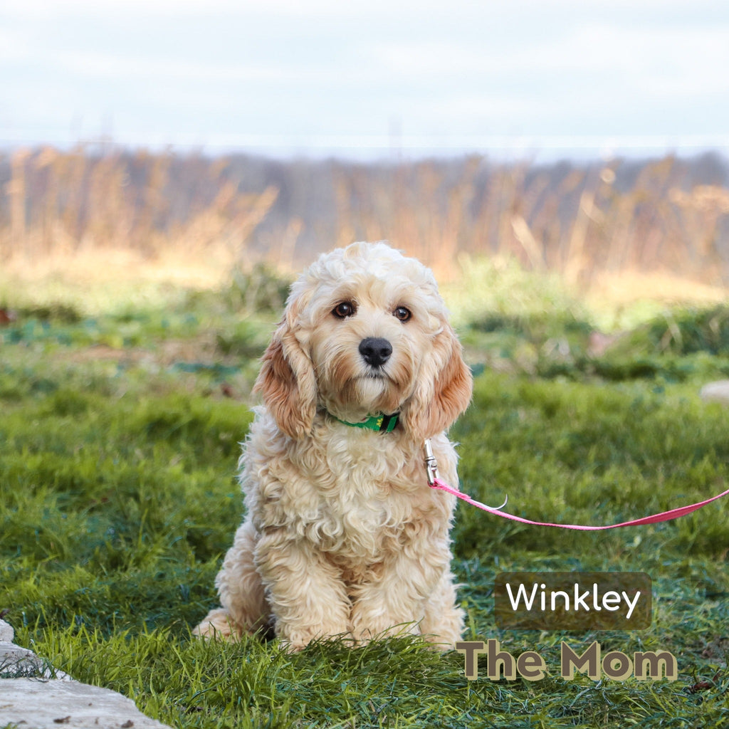 Quaker - Available 1/14