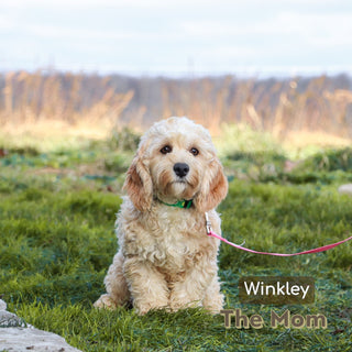 Quaker - Available 1/14