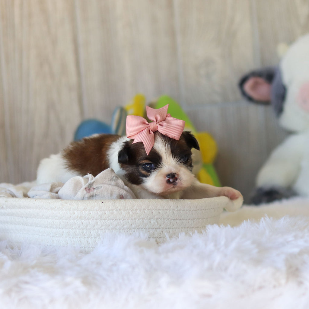 Tawny - Available 12/3