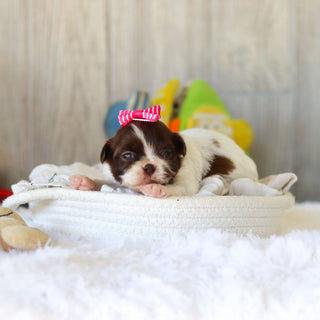 Tutu - Available 12/3