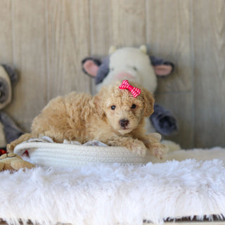 Missy - Available 11/25