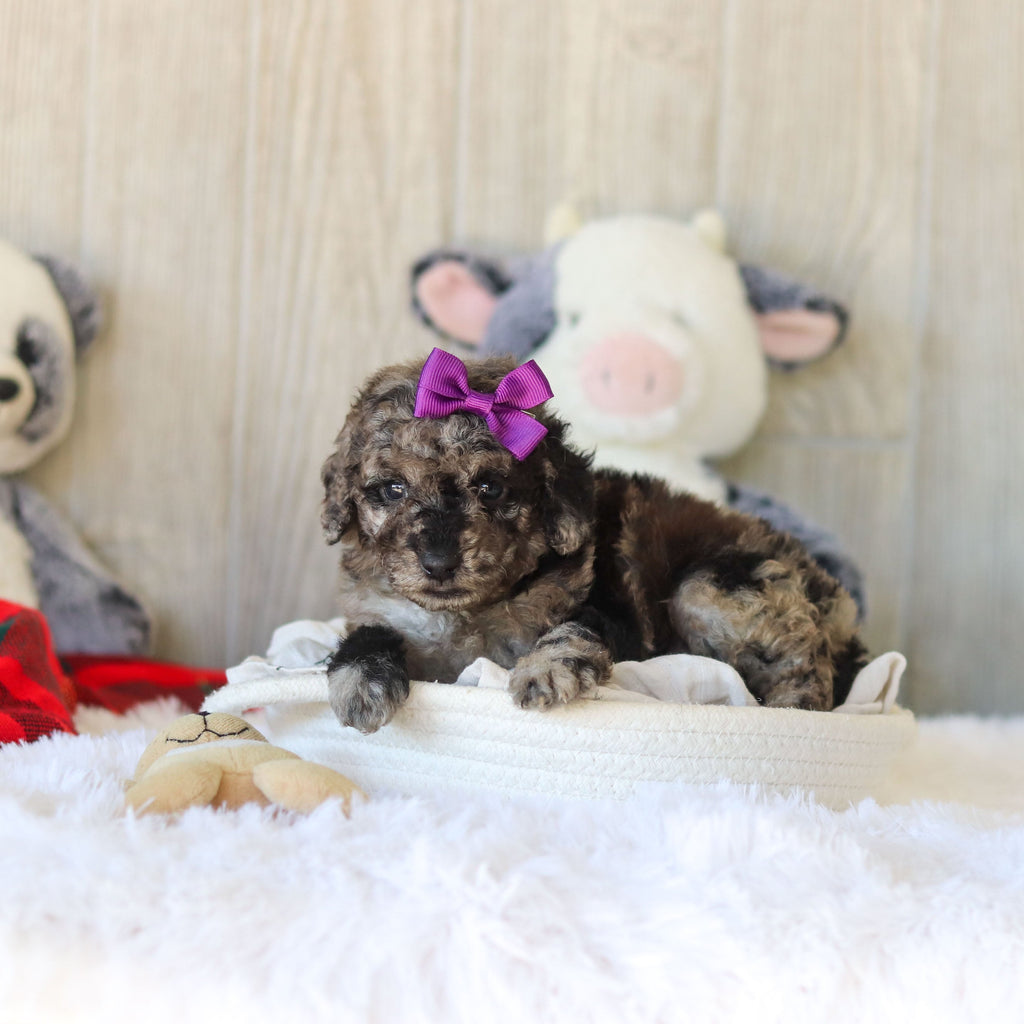 Meredith - Available 11/25