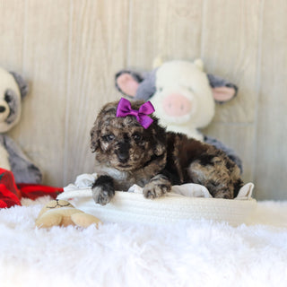 Meredith - Available 11/25