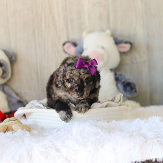 Meredith - Available 11/25